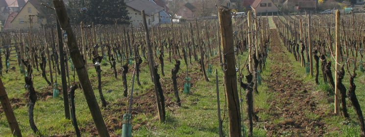 france-alsace_header