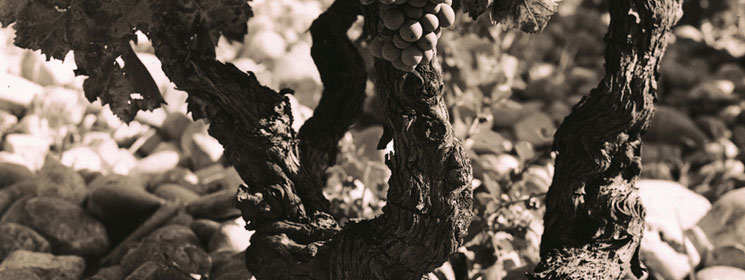 france-rhone_header