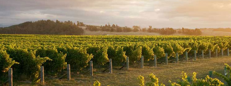 newzealand_header