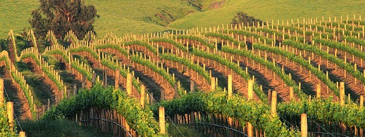 usa-california_header
