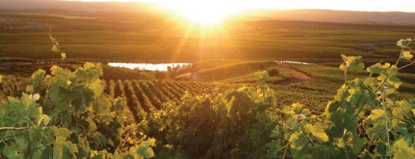green_wine