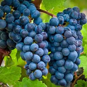 Grape Varieties | Bishop's Cellar