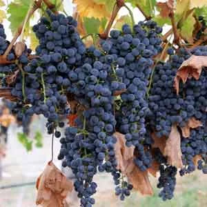 Grape Varieties | Bishop's Cellar