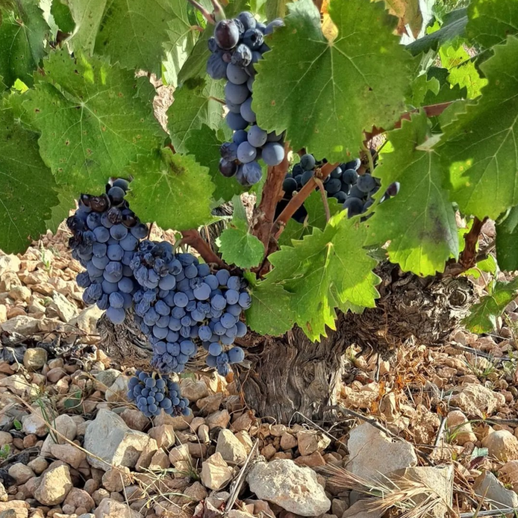 Product image for Alceno 4 Meses