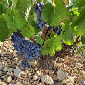 Product image for Alceno 4 Meses