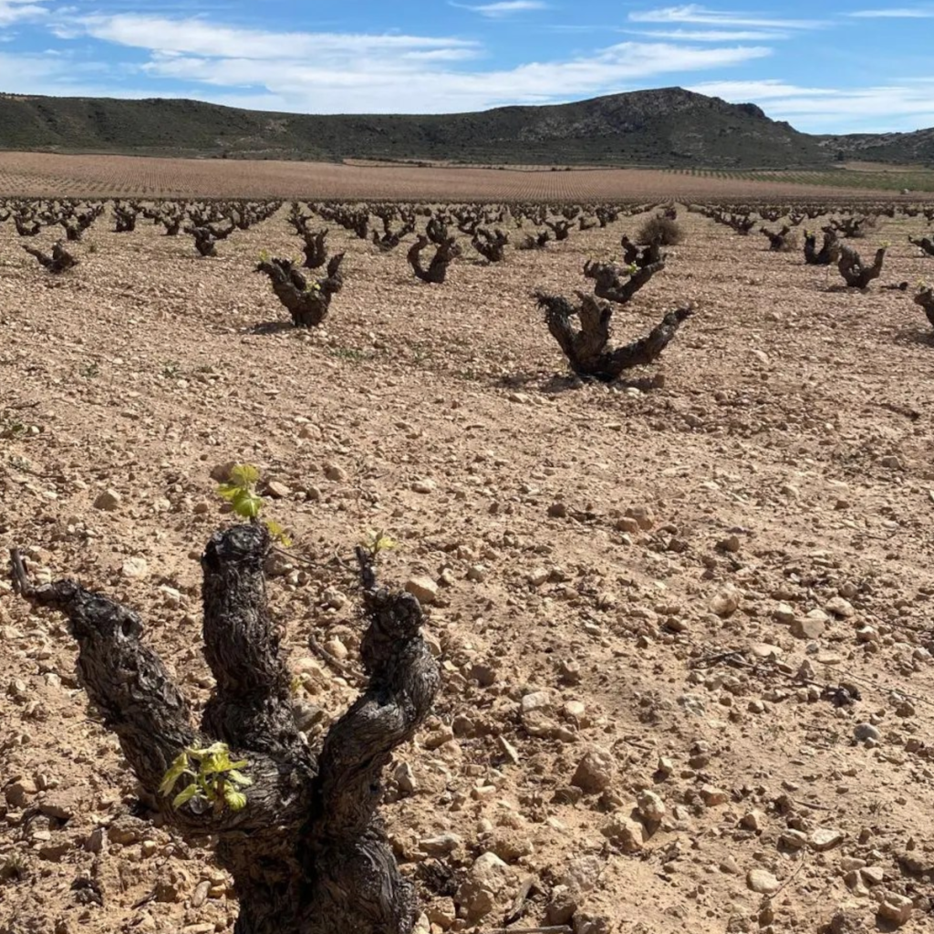 Product image for Alceno Premium 50 Barricas Syrah