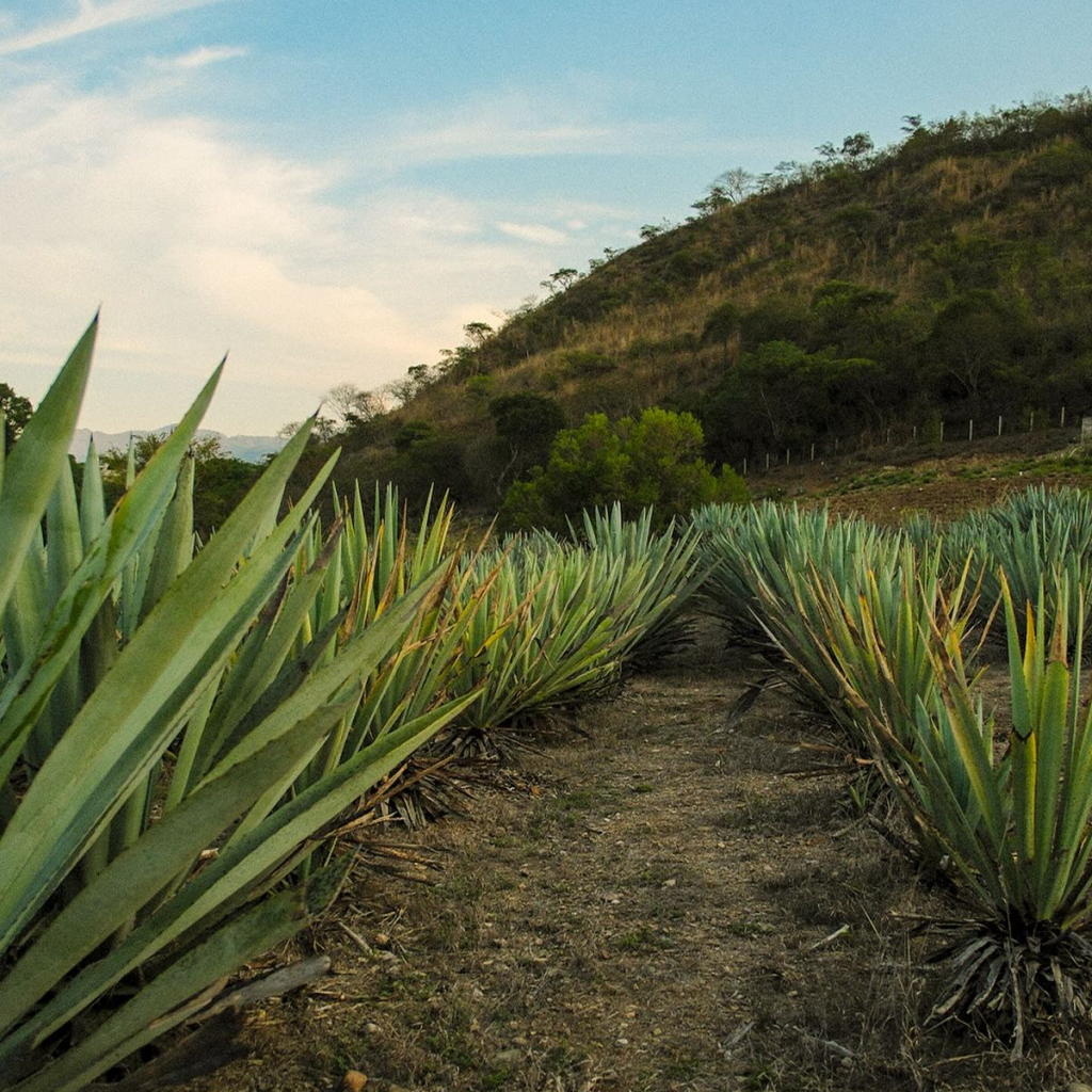 Product image for Los Siete Misterios Doba-Yej Mezcal