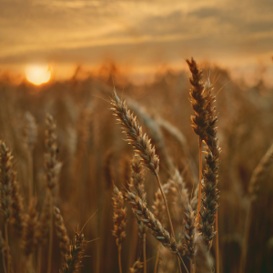 Product image for Alberta Spring Whisky