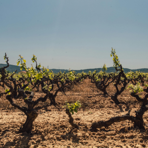 Product image for Romate Amontillado Sherry