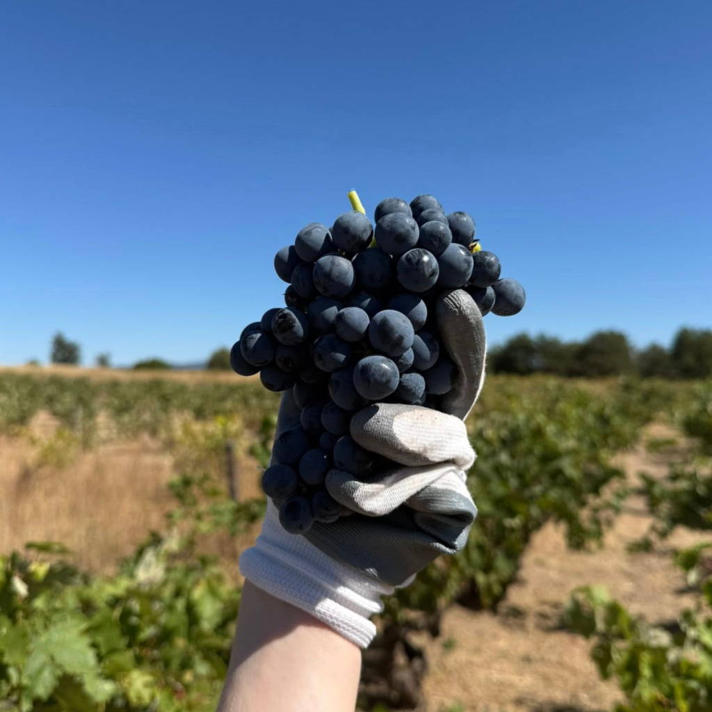 Product image for Casajus Antiguos Vinedos