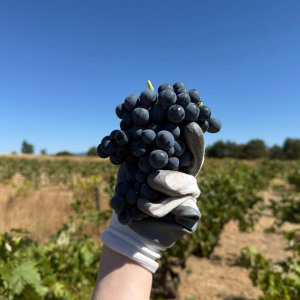 Product image for Casajus Antiguos Vinedos