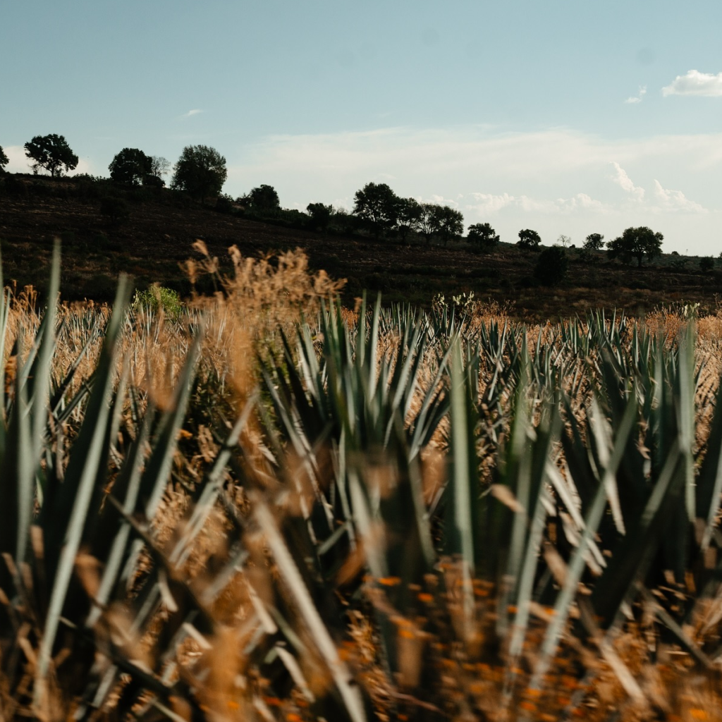 Product image for Siempre Tequila Plata