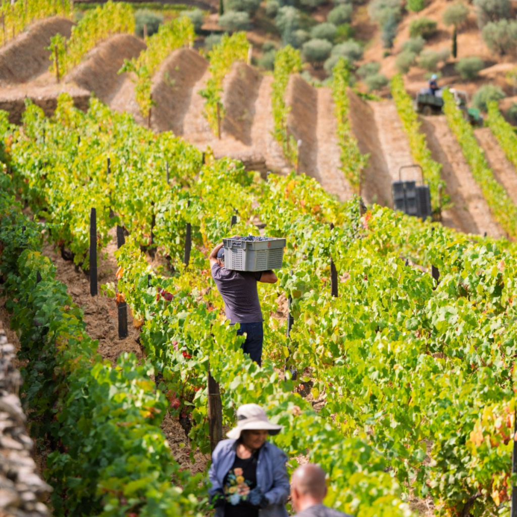 Product image for Croft Vintage Port 2000 375ml