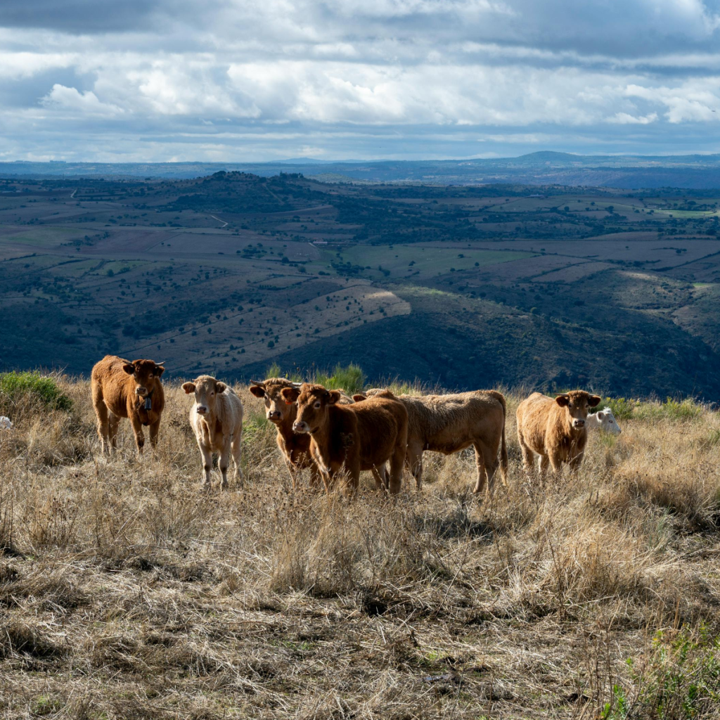 Product image for Embocadero Tempranillo