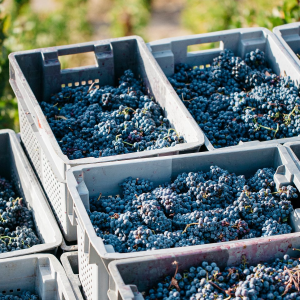 Product image for Taylor Fladgate LBV Port