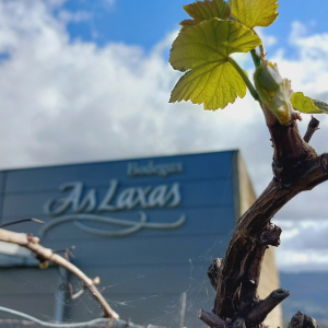 Product image for Laxas Albarino