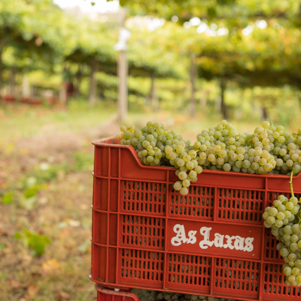 Product image for Laxas Albarino