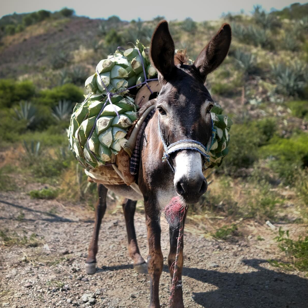Product image for Del Maguey Vida Mezcal