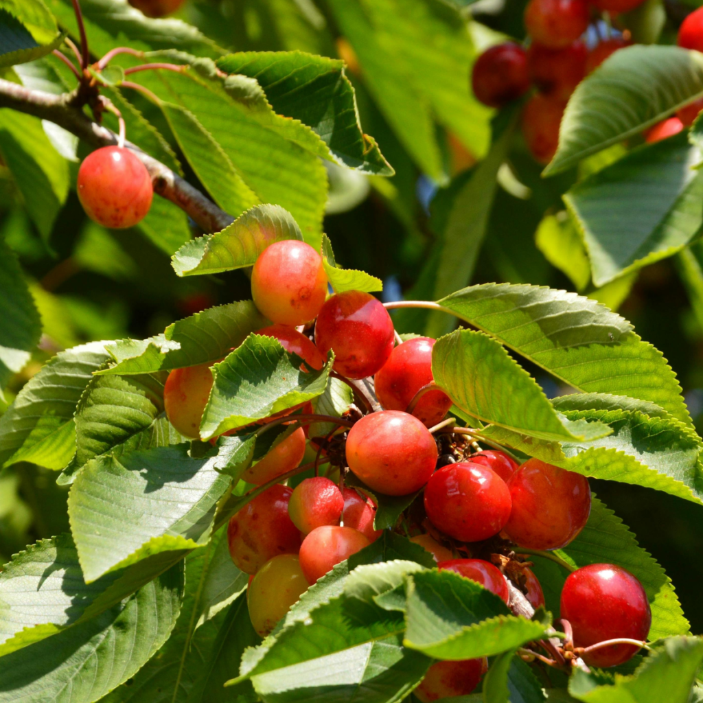 Product image for Luxardo Maraschino