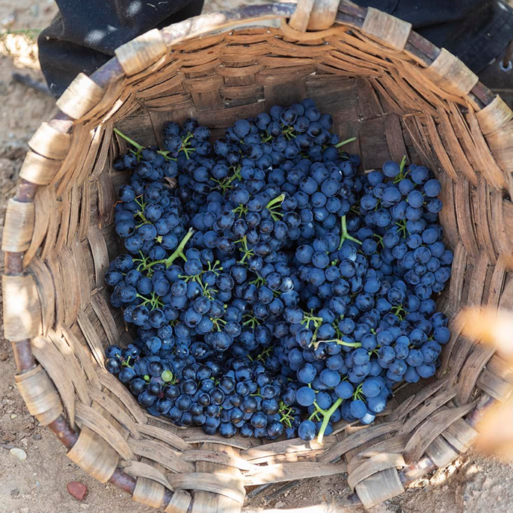 Product image for Bodegas Casajus NIC