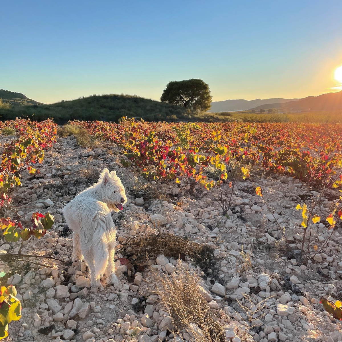 Product image for Pacheco Monastrell Organic Red