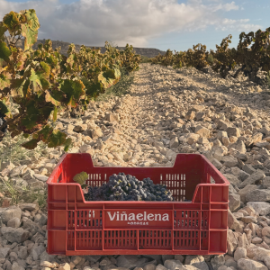 Product image for Pacheco Monastrell Organic Red