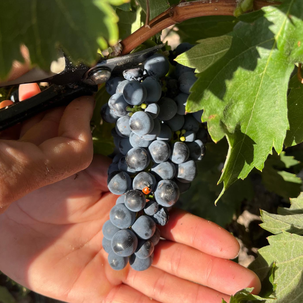 Product image for Casajus Vendimia Seleccionada