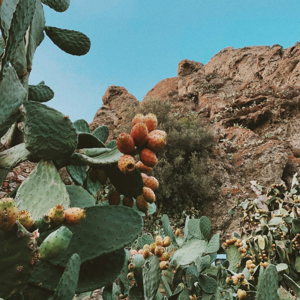 Product image for Vecchio Amaro del Capo