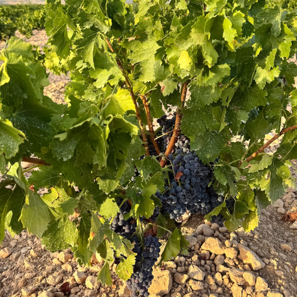 Product image for Villa Murari Rosso 1L