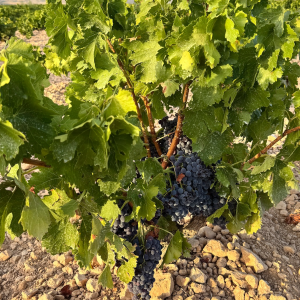 Product image for Villa Murari Rosso 1L