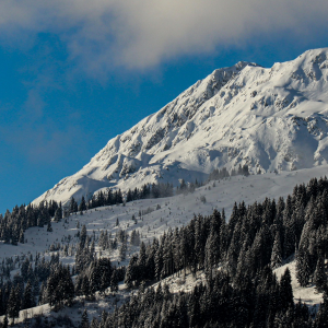 Product image for Dolin Blanc