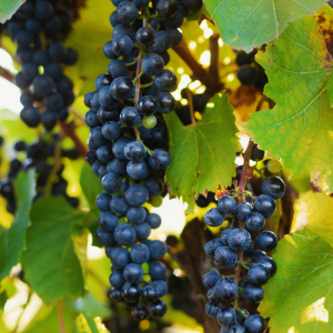 Product image for Blomidon Baco Noir