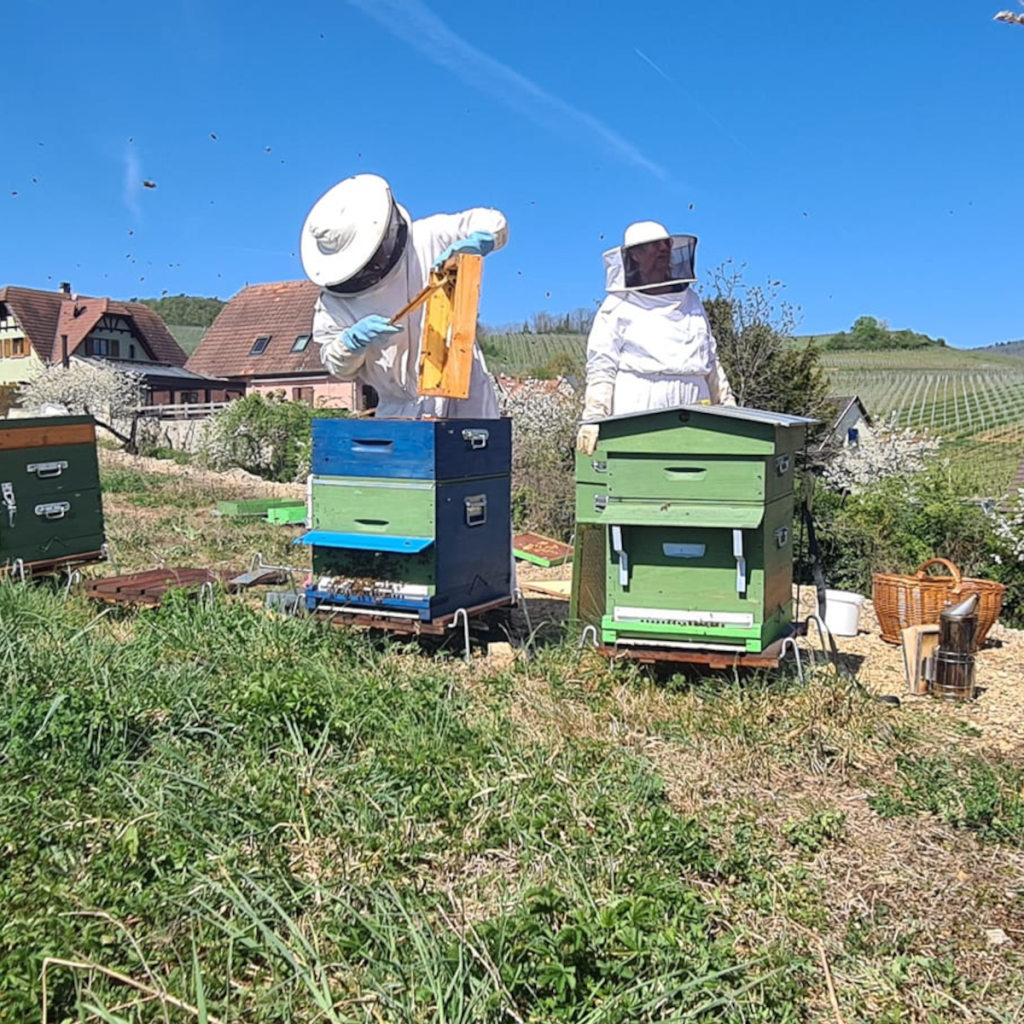 Product image for Rolly Gassmann Pinot Blanc