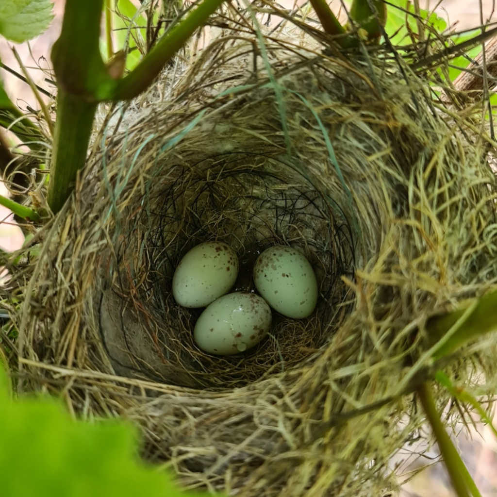 Product image for Rolly Gassmann Pinot Blanc
