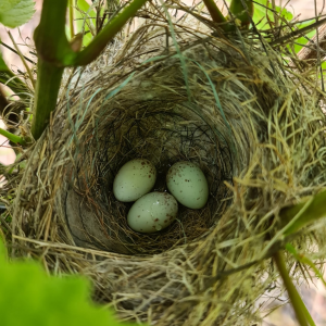 Product image for Rolly Gassmann Riesling