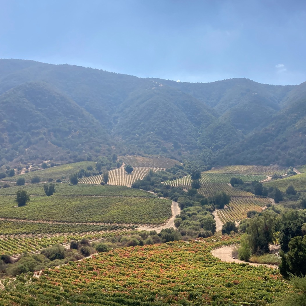 Product image for Caliterra Chardonnay