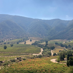 Product image for Caliterra Chardonnay