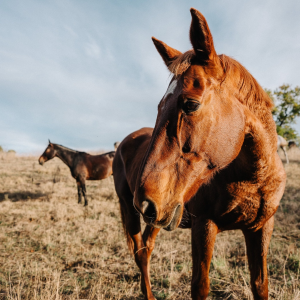 Product image for Calmel and Joseph Villa Blanche Chardonnay