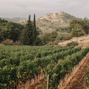 Product image for Calmel and Joseph Villa Blanche Chardonnay