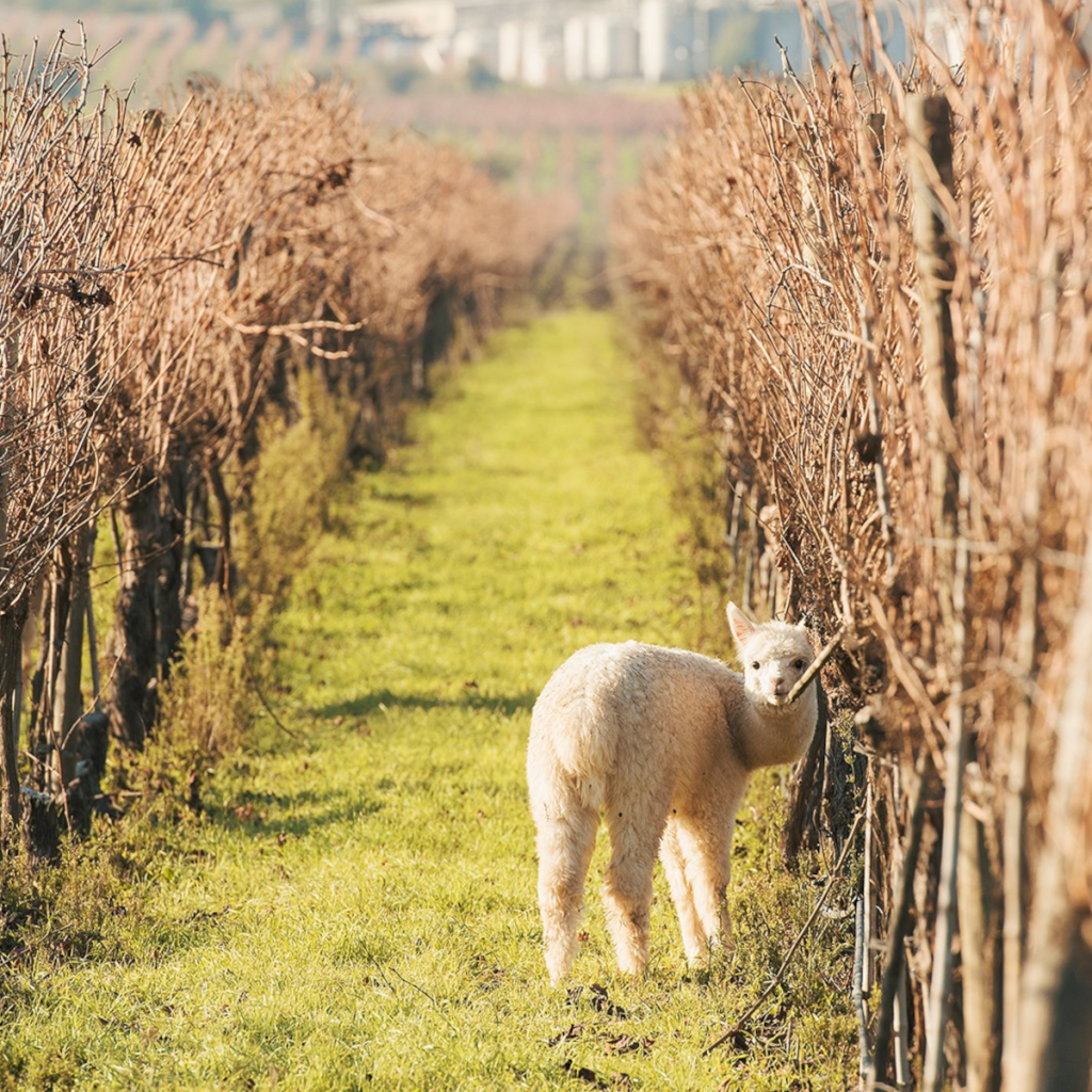 Product image for Caliterra Chardonnay