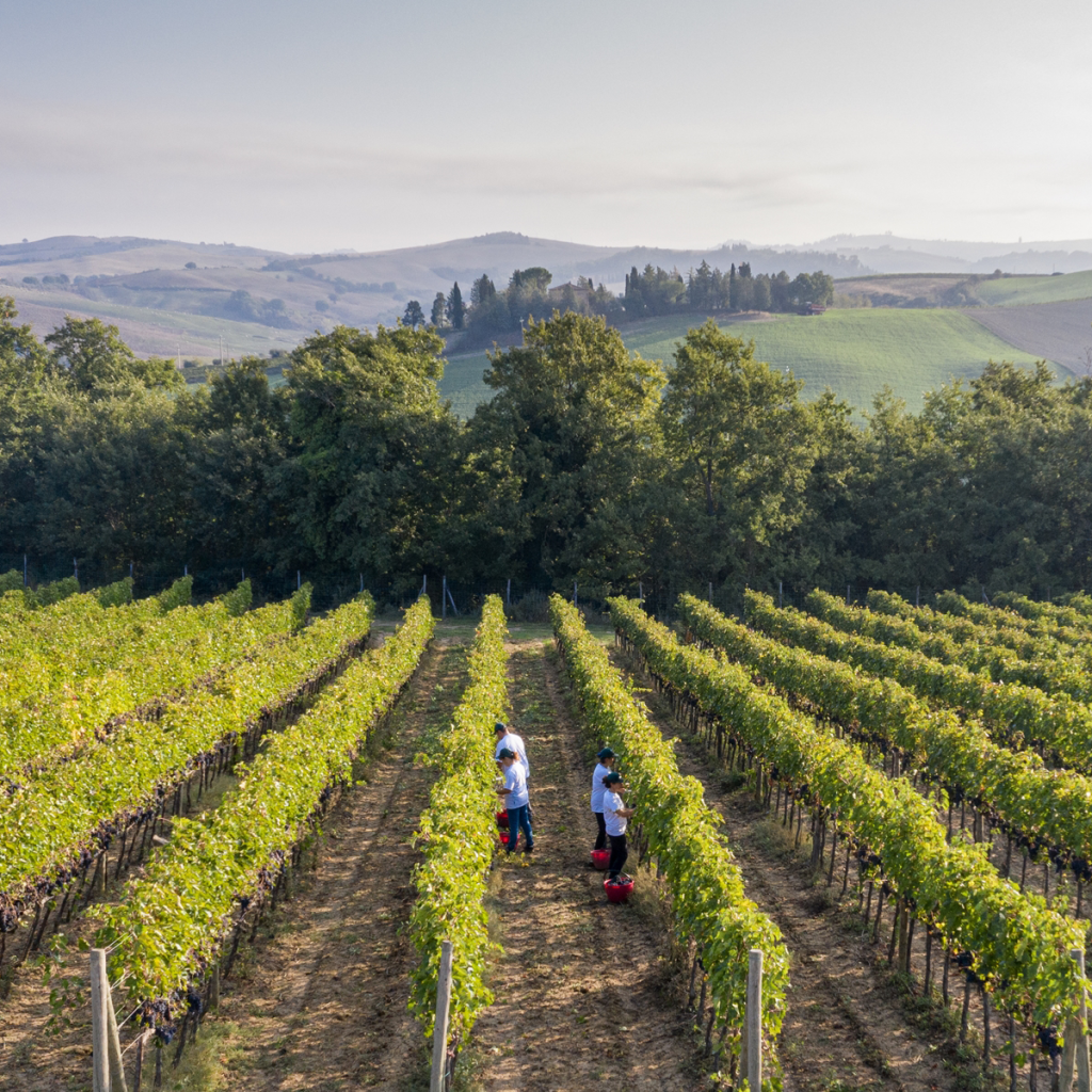 Product image for Caparzo Sangiovese