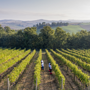 Product image for Caparzo Sangiovese