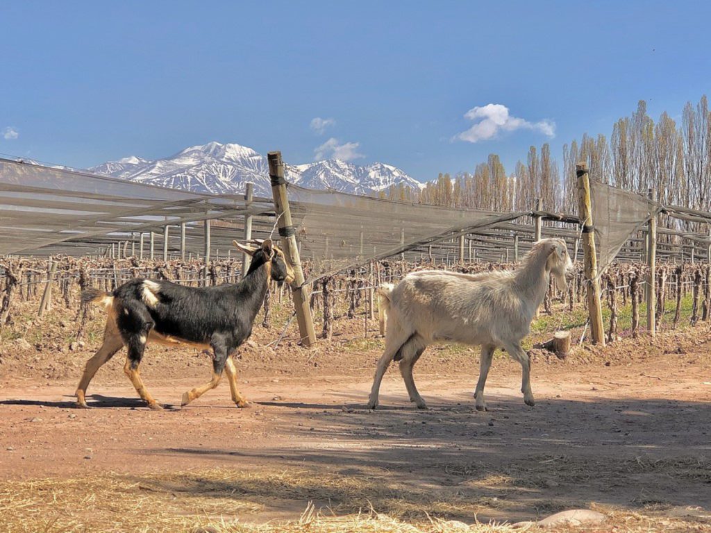 Product image for Chakana Atorrante Malbec