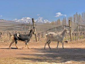 Product image for Chakana Atorrante Malbec