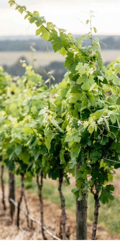 Product image for McGuigan The Brothers Chardonnay