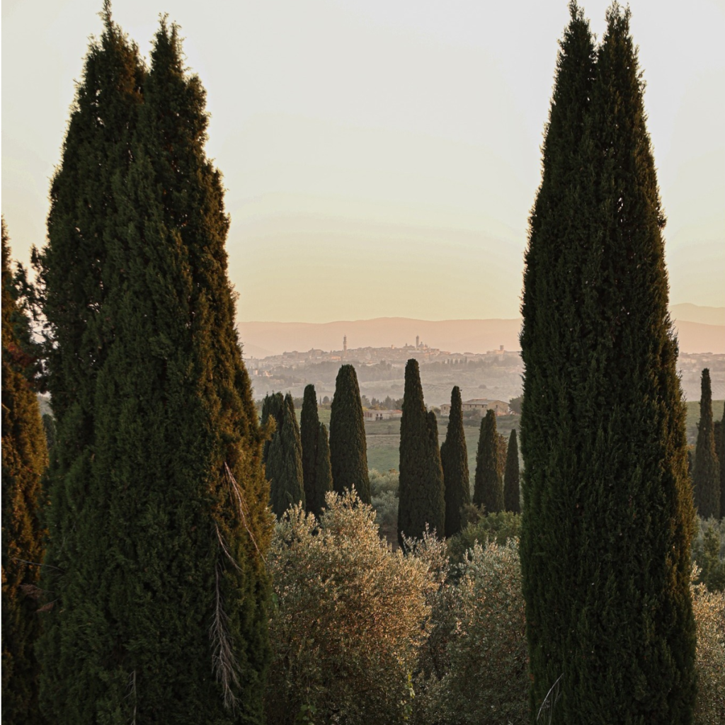 Product image for Borgo Scopeto Chianti Classico 375ml