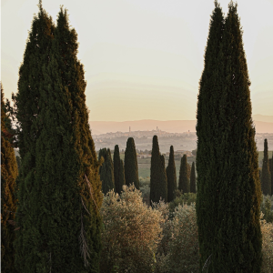 Product image for Borgo Scopeto Chianti Classico 375ml