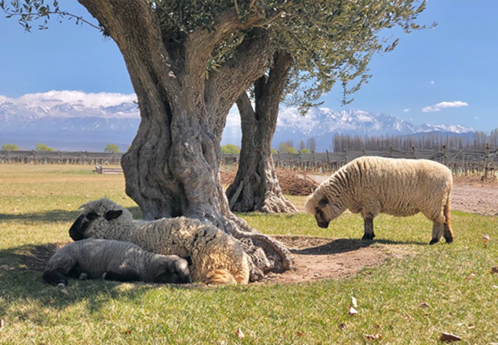 Product image for Chakana Nuna Malbec