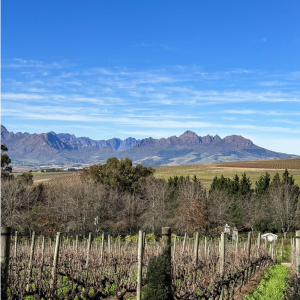 Product image for DeMorgenzon DMZ Chenin Blanc