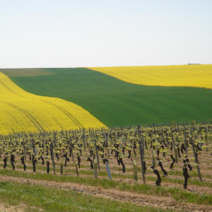 Product image for Domaine de Reuilly Les Pierres Plates